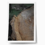 Poster RUSTIC FARMHOUSE TREE BARK 5