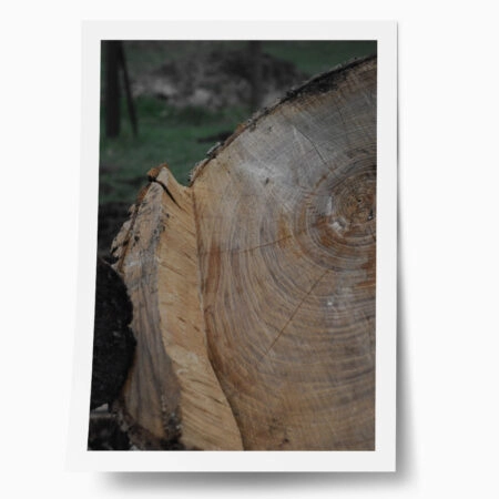 Poster RUSTIC FARMHOUSE TREE BARK 5 - 