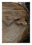 Poster RUSTIC FARMHOUSE TREE BARK 6