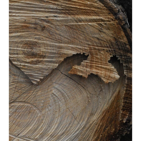 Poster RUSTIC FARMHOUSE TREE BARK 6 -  Sticky 2