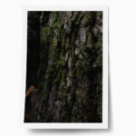 Poster RUSTIC FARMHOUSE TREE BARK 7
