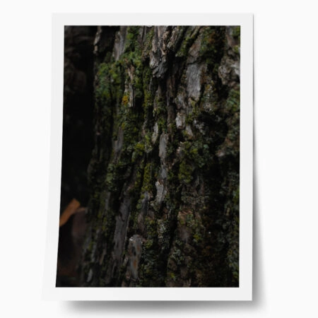 Poster RUSTIC FARMHOUSE TREE BARK 7 - 