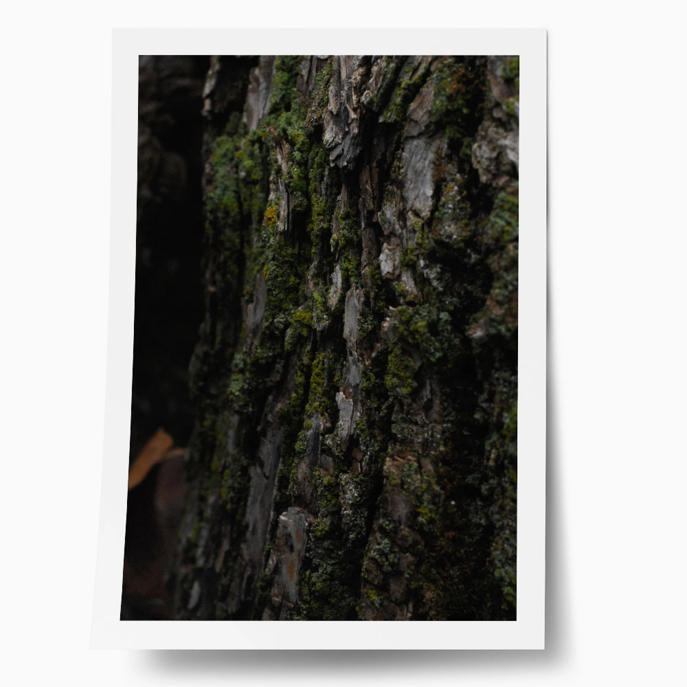 Poster RUSTIC FARMHOUSE TREE BARK 7
