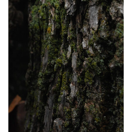 Poster RUSTIC FARMHOUSE TREE BARK 7 -  Sticky 2