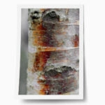 Poster RUSTIC FARMHOUSE TREE BARK 8
