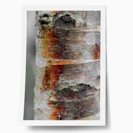 Poster RUSTIC FARMHOUSE TREE BARK 8 - 