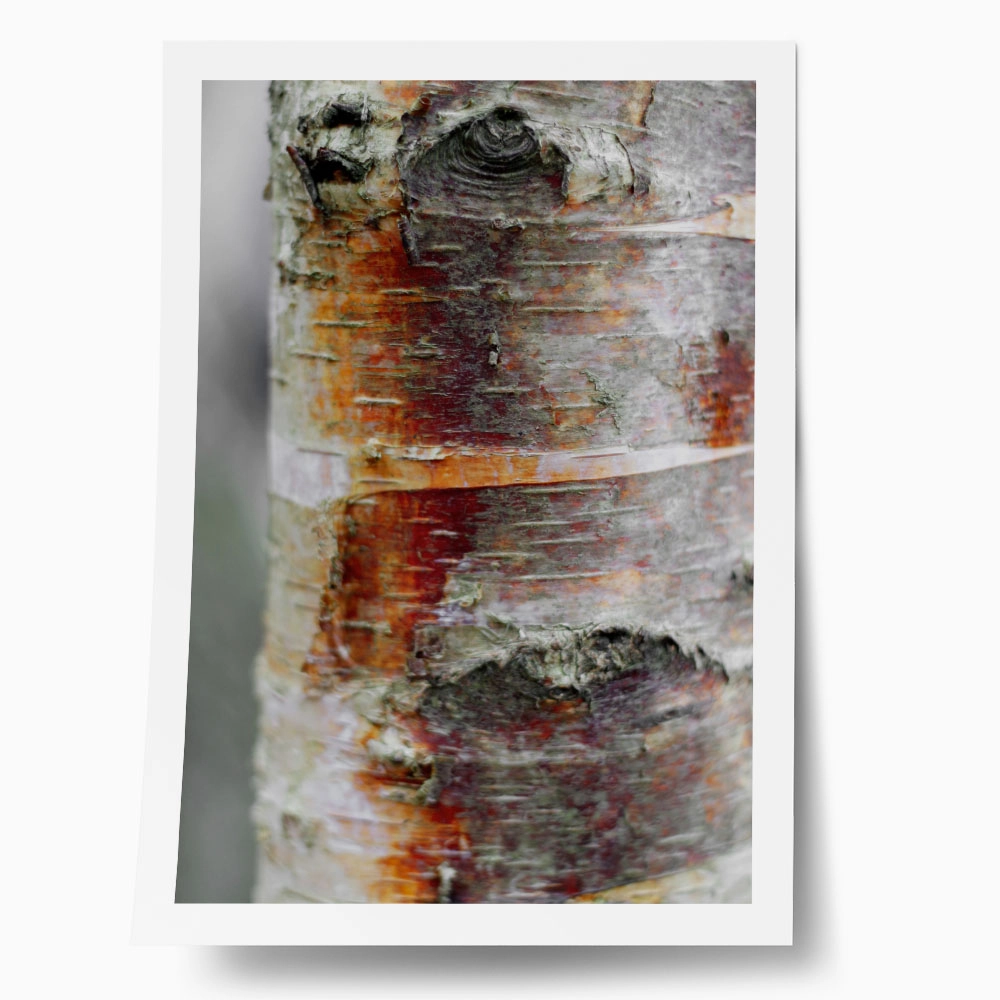 Poster RUSTIC FARMHOUSE TREE BARK 8