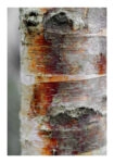 Poster RUSTIC FARMHOUSE TREE BARK 8