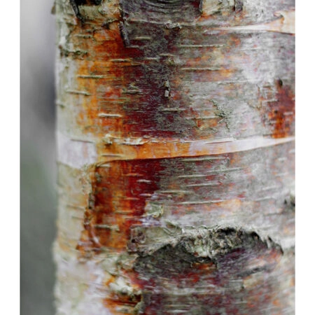 Poster RUSTIC FARMHOUSE TREE BARK 8 -  Sticky 2