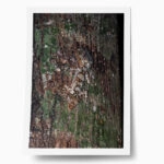 Poster RUSTIC FARMHOUSE TREE BARK