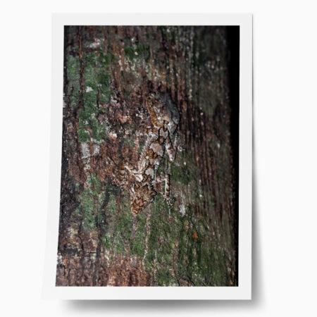 Poster RUSTIC FARMHOUSE TREE BARK - 