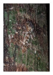 Poster RUSTIC FARMHOUSE TREE BARK