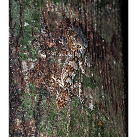 Poster RUSTIC FARMHOUSE TREE BARK -  Sticky 2
