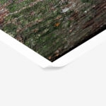 Poster RUSTIC FARMHOUSE TREE BARK