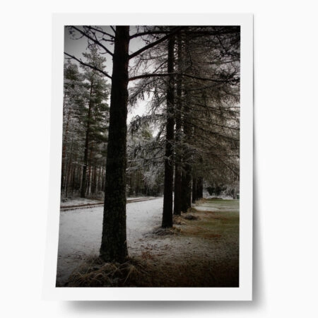 Poster RUSTIC FARMHOUSE TREE PATH