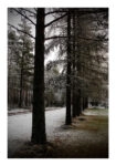 Poster RUSTIC FARMHOUSE TREE PATH