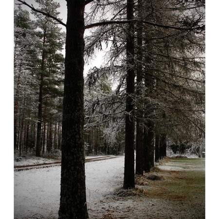 Poster RUSTIC FARMHOUSE TREE PATH -  Sticky 2