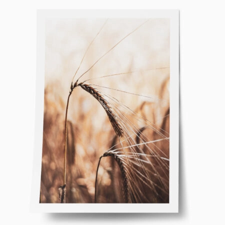 Poster RUSTIC FARMHOUSE WHEAT 2 - 