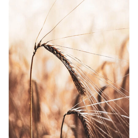 Poster RUSTIC FARMHOUSE WHEAT 2 -  Sticky 2