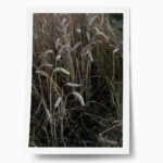 Poster RUSTIC FARMHOUSE WHEAT 3