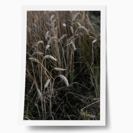 Poster RUSTIC FARMHOUSE WHEAT 3 - 