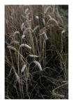 Poster RUSTIC FARMHOUSE WHEAT 3