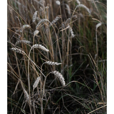 Poster RUSTIC FARMHOUSE WHEAT 3 -  Sticky 2
