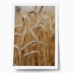 Poster RUSTIC FARMHOUSE WHEAT 4
