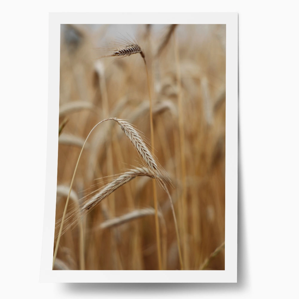 Poster RUSTIC FARMHOUSE WHEAT 4