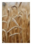 Poster RUSTIC FARMHOUSE WHEAT 4