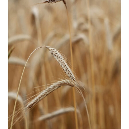 Poster RUSTIC FARMHOUSE WHEAT 4 -  Sticky 2