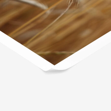 Poster RUSTIC FARMHOUSE WHEAT 4 -  Sticky 1