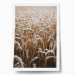 Poster RUSTIC FARMHOUSE WHEAT 5