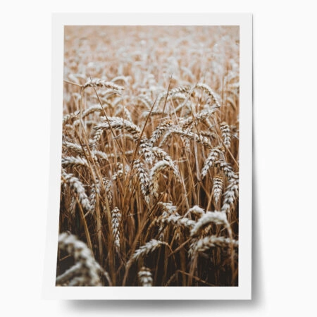 Poster RUSTIC FARMHOUSE WHEAT 5 - 