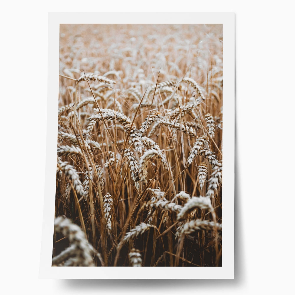 Poster RUSTIC FARMHOUSE WHEAT 5