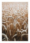 Poster RUSTIC FARMHOUSE WHEAT 5