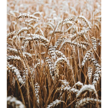 Poster RUSTIC FARMHOUSE WHEAT 5 -  Sticky 2