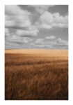 Poster RUSTIC FARMHOUSE WHEAT FIELD 4
