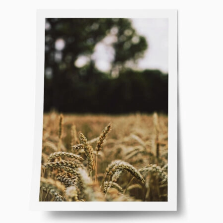 Poster RUSTIC FARMHOUSE WHEAT FIELD 5 - 