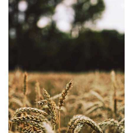 Poster RUSTIC FARMHOUSE WHEAT FIELD 5 -  Sticky 2