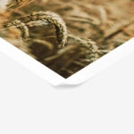 Poster RUSTIC FARMHOUSE WHEAT FIELD 5