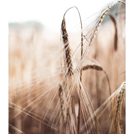Poster RUSTIC FARMHOUSE WHEAT -  Sticky 2