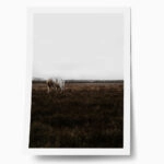 Poster RUSTIC FARMHOUSE WHITE HORSE
