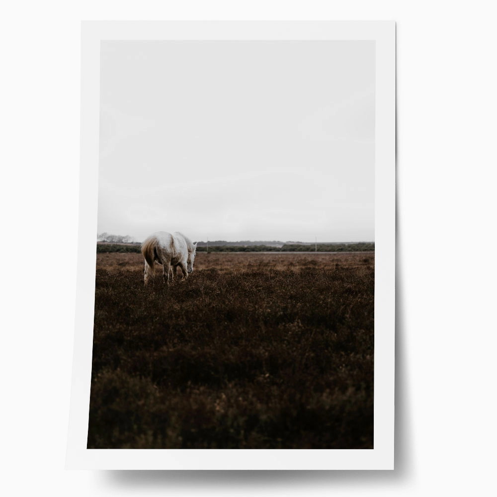 Poster RUSTIC FARMHOUSE WHITE HORSE