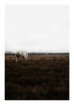Poster RUSTIC FARMHOUSE WHITE HORSE