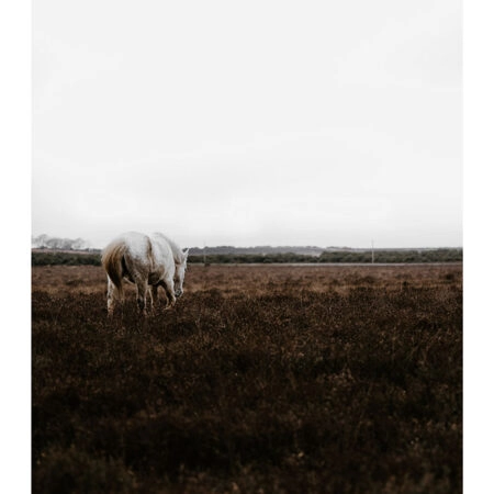 Poster RUSTIC FARMHOUSE WHITE HORSE -  Sticky 2