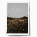 Poster RUSTIC FARMHOUSE WILD BERRIES