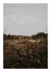 Poster RUSTIC FARMHOUSE WILD BERRIES