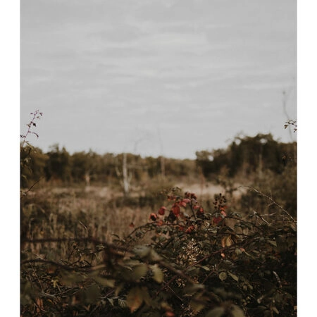 Poster RUSTIC FARMHOUSE WILD BERRIES -  Sticky 2