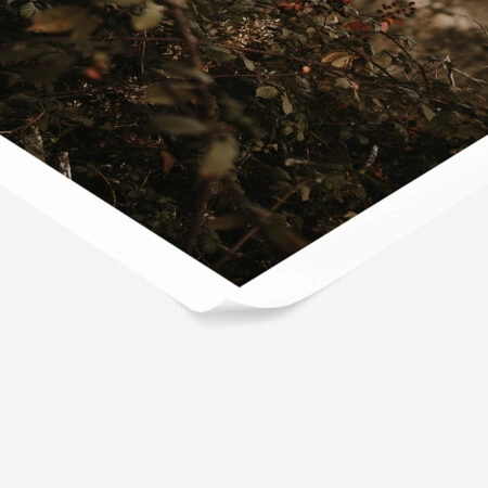 Poster RUSTIC FARMHOUSE WILD BERRIES -  Sticky 1